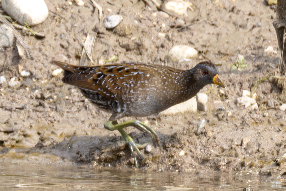 Spotted Crake