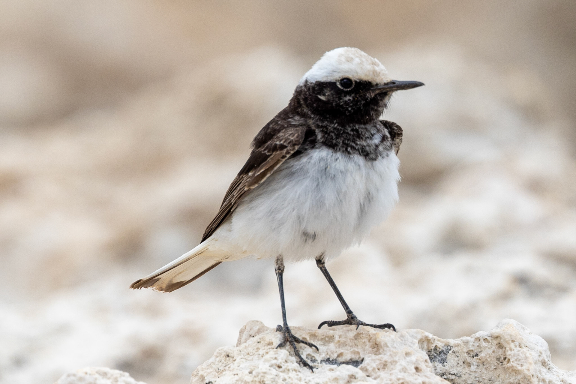 Hooded Wheatear