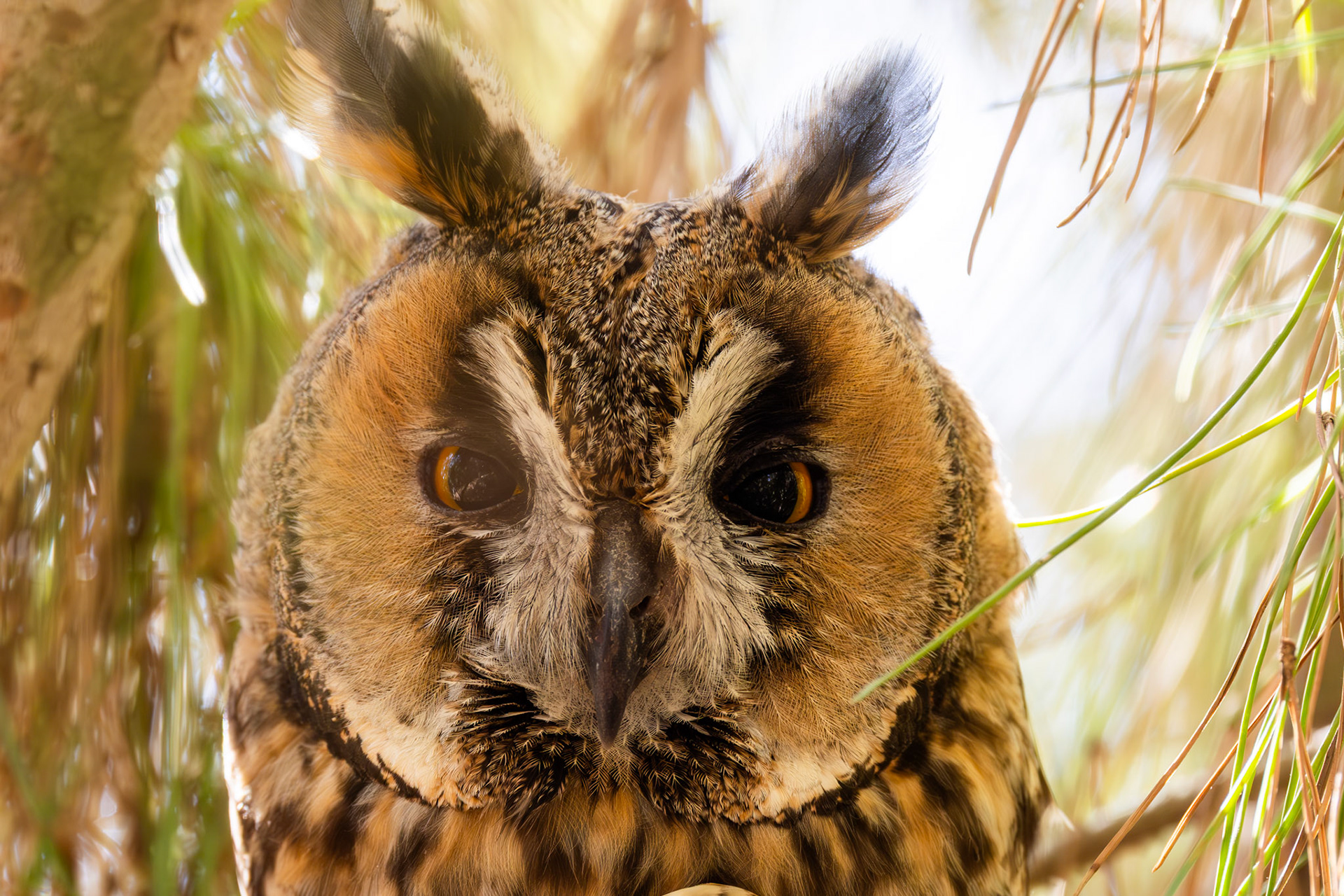Long-eared Owl