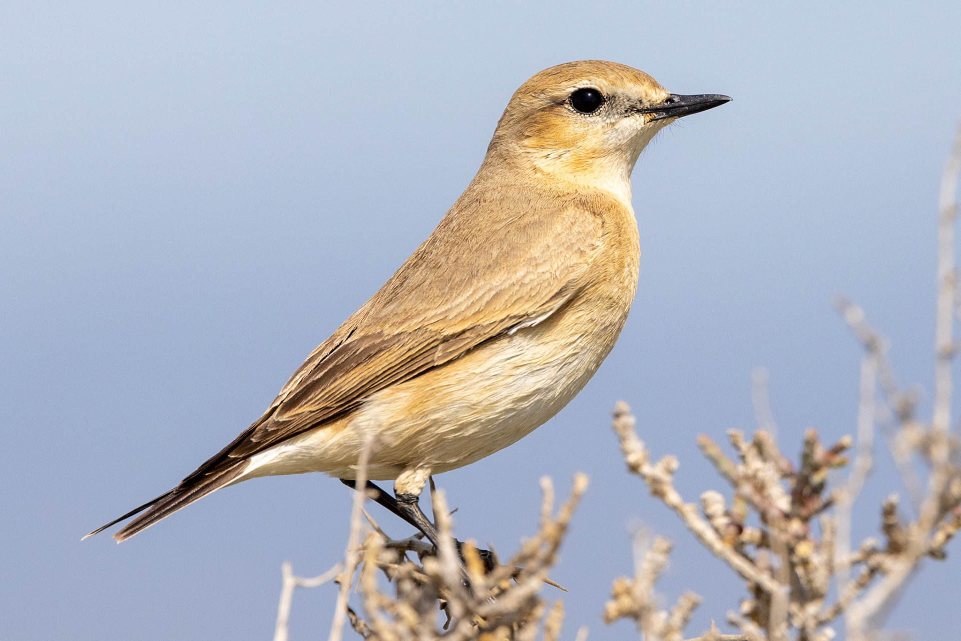 Isabelline Wheatear