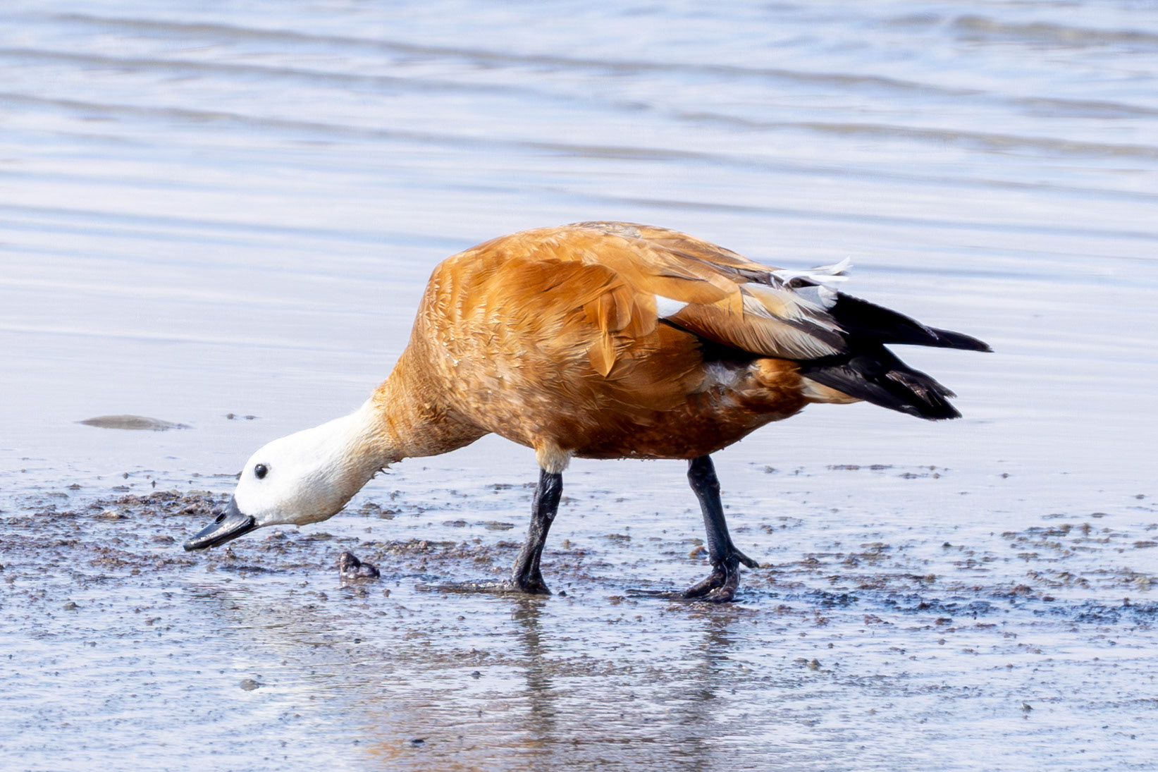 Ruddy Shelduck