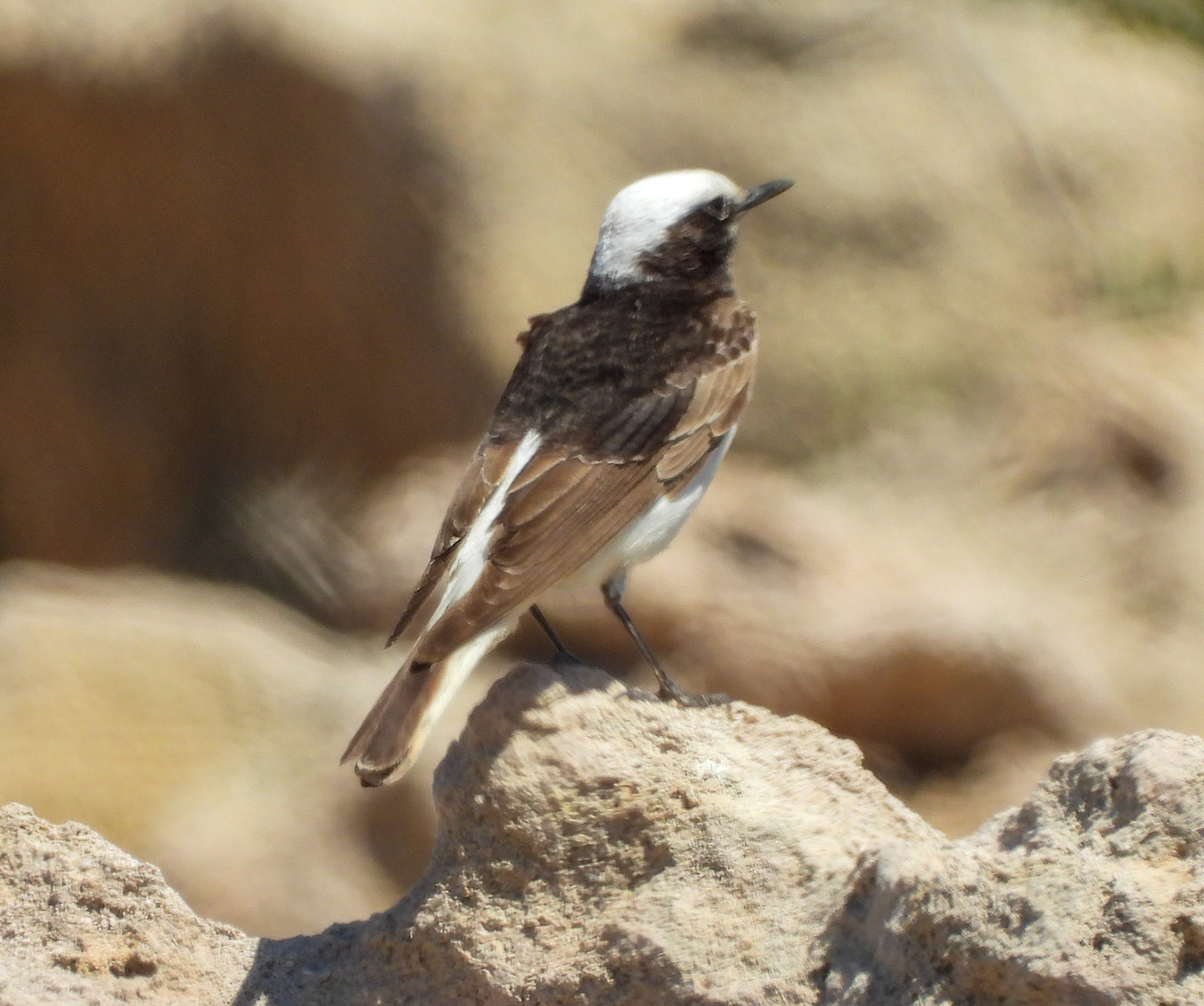 Hooded Wheatear