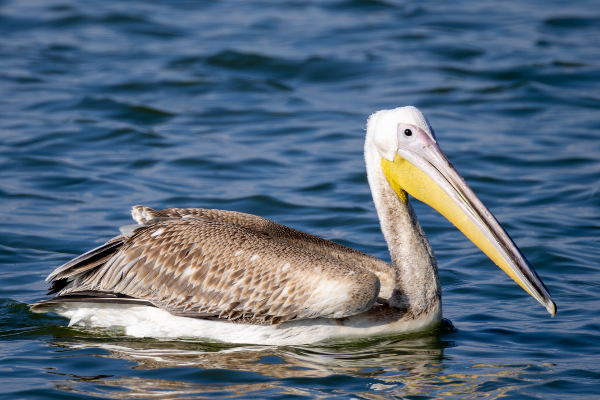 Great White pelican