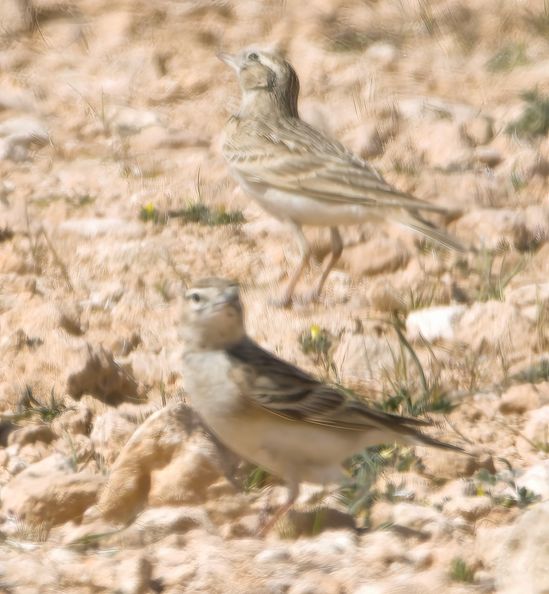Greater Short-toed Lark