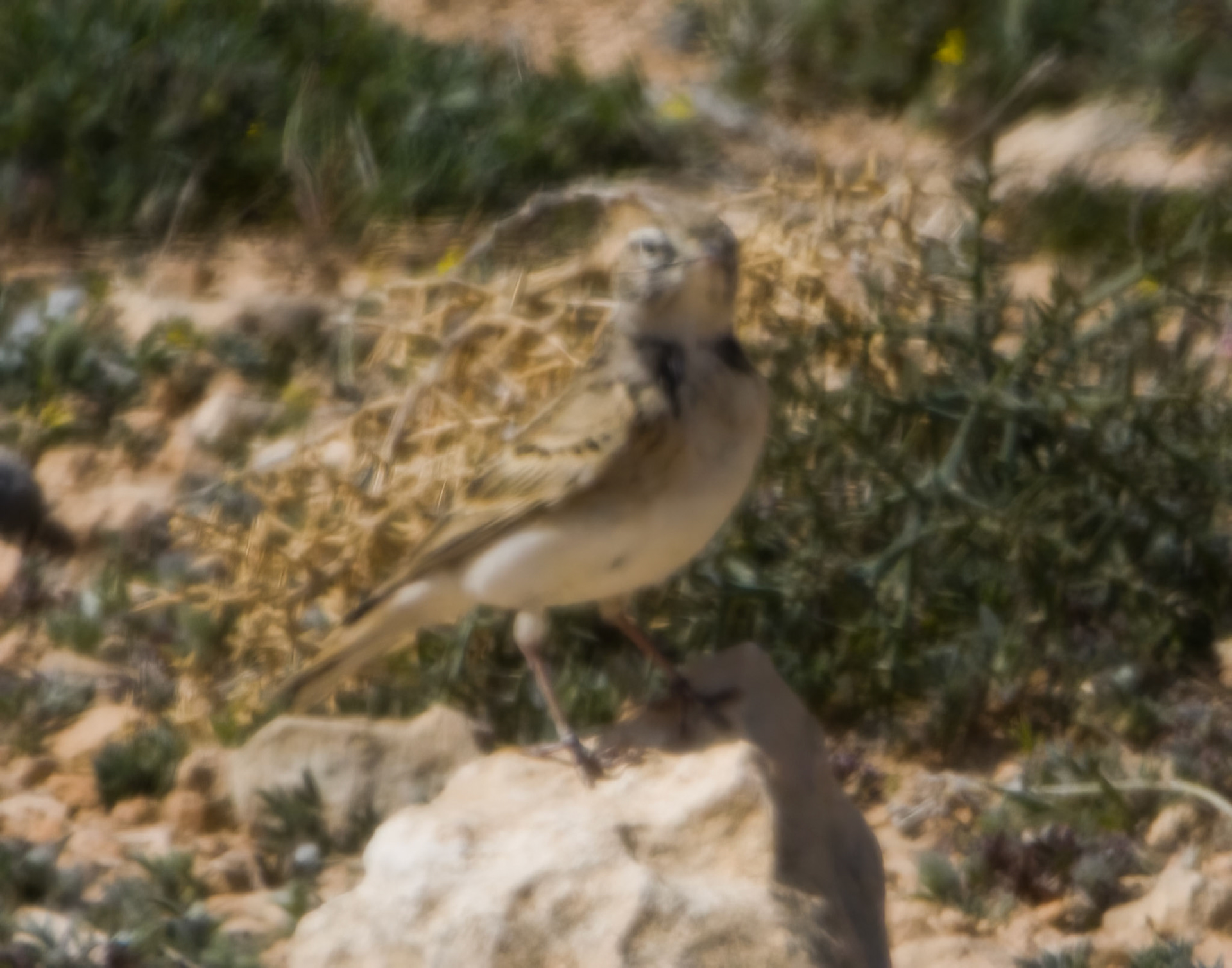 Greater Short-toed Lark