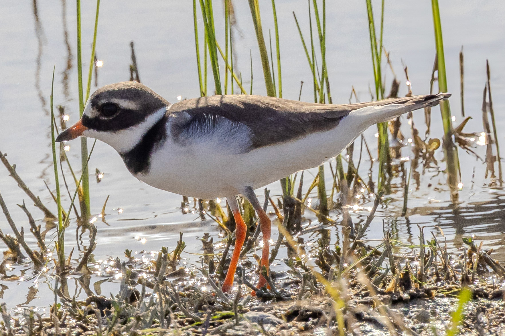 Ringed Plover