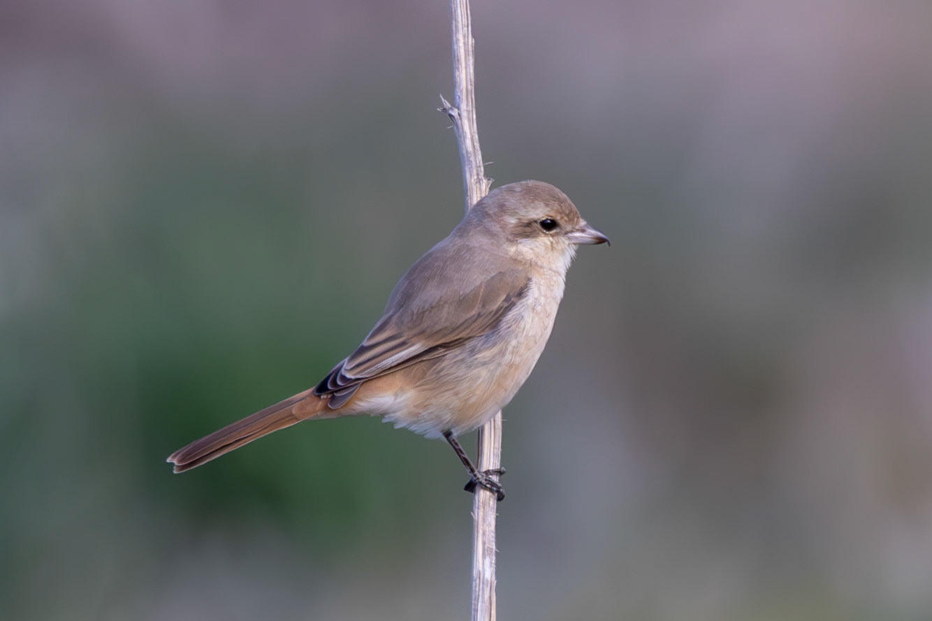 Daurian Shrike