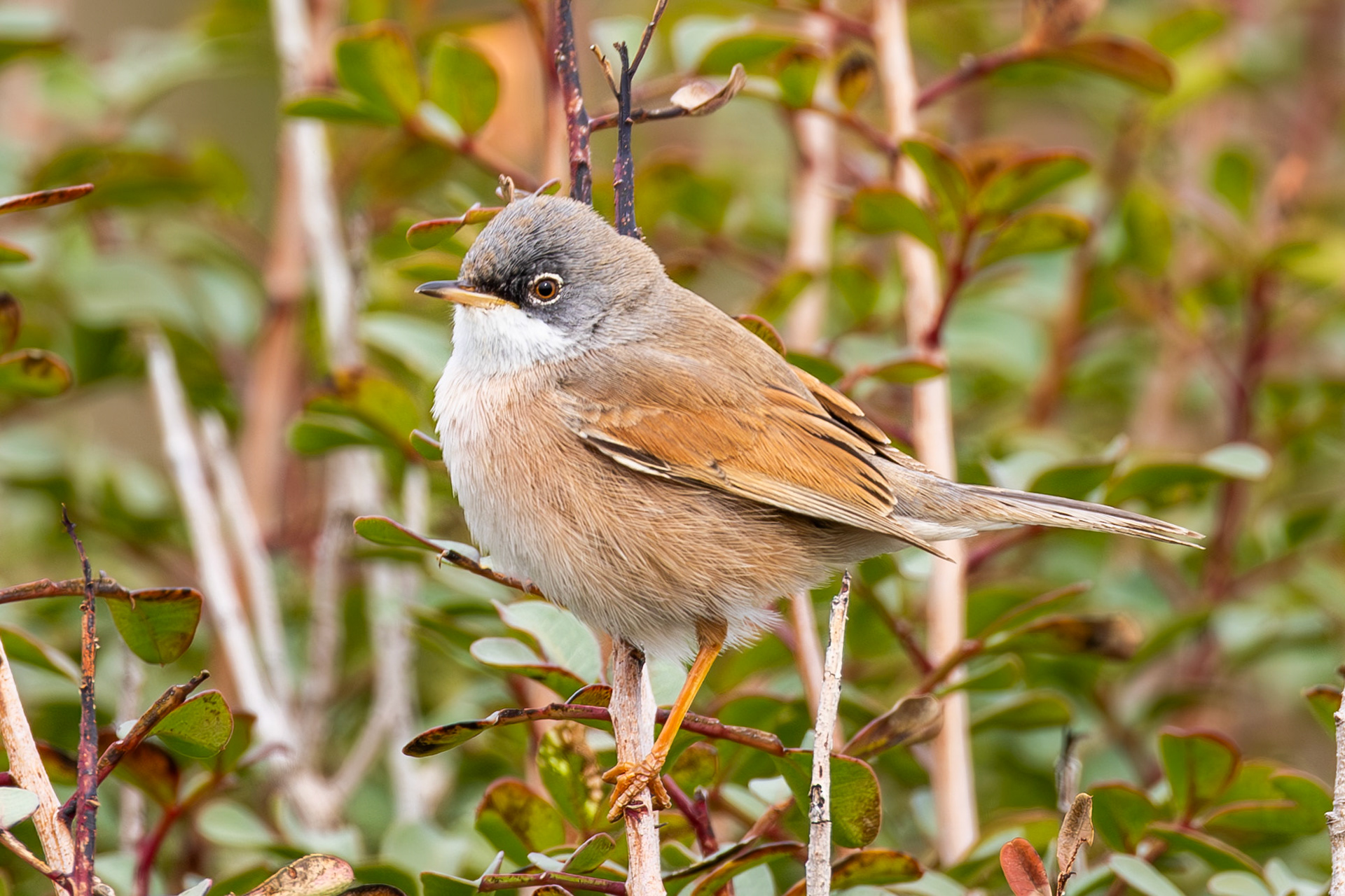 Spectacled Warbler