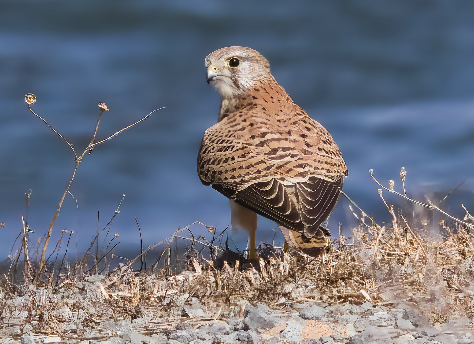 Kestrel