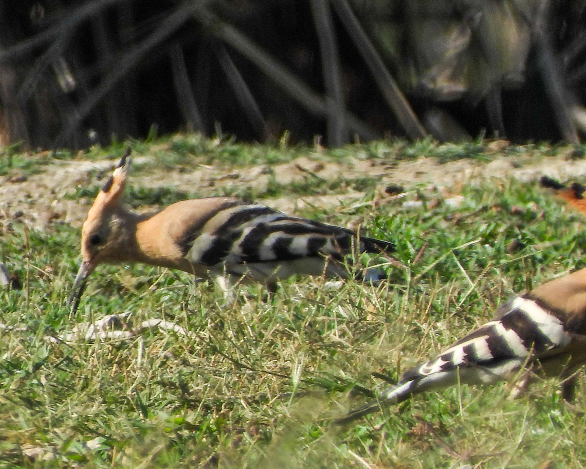 Hoopoe