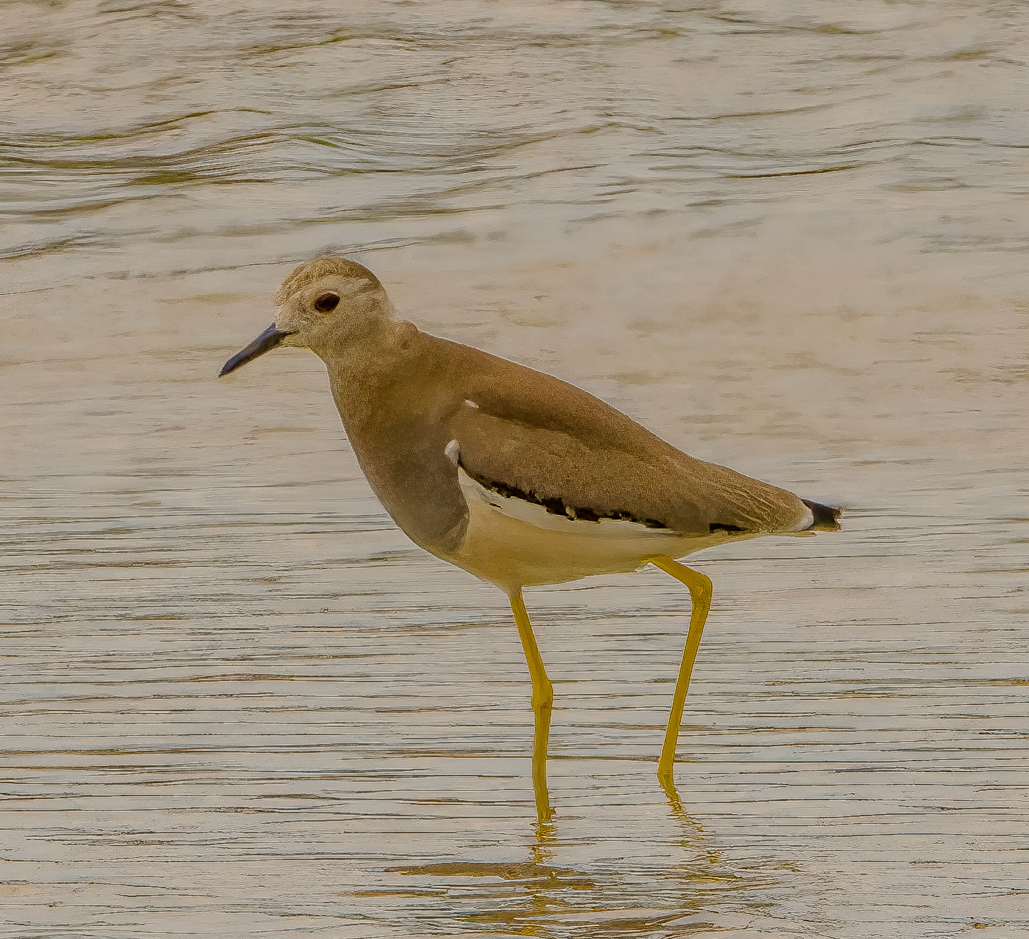 White-tailed Lapwing