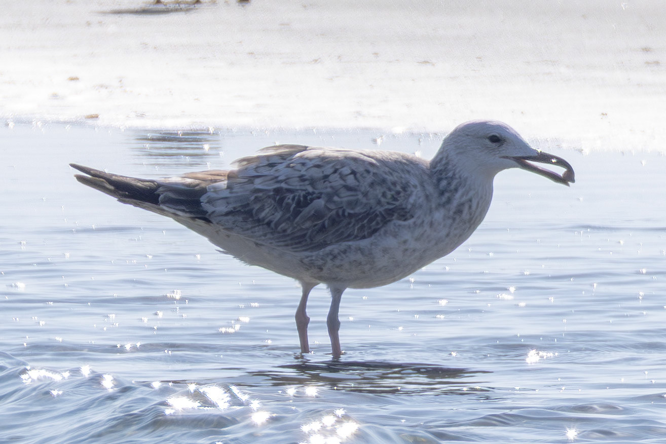 Caspian Gull
