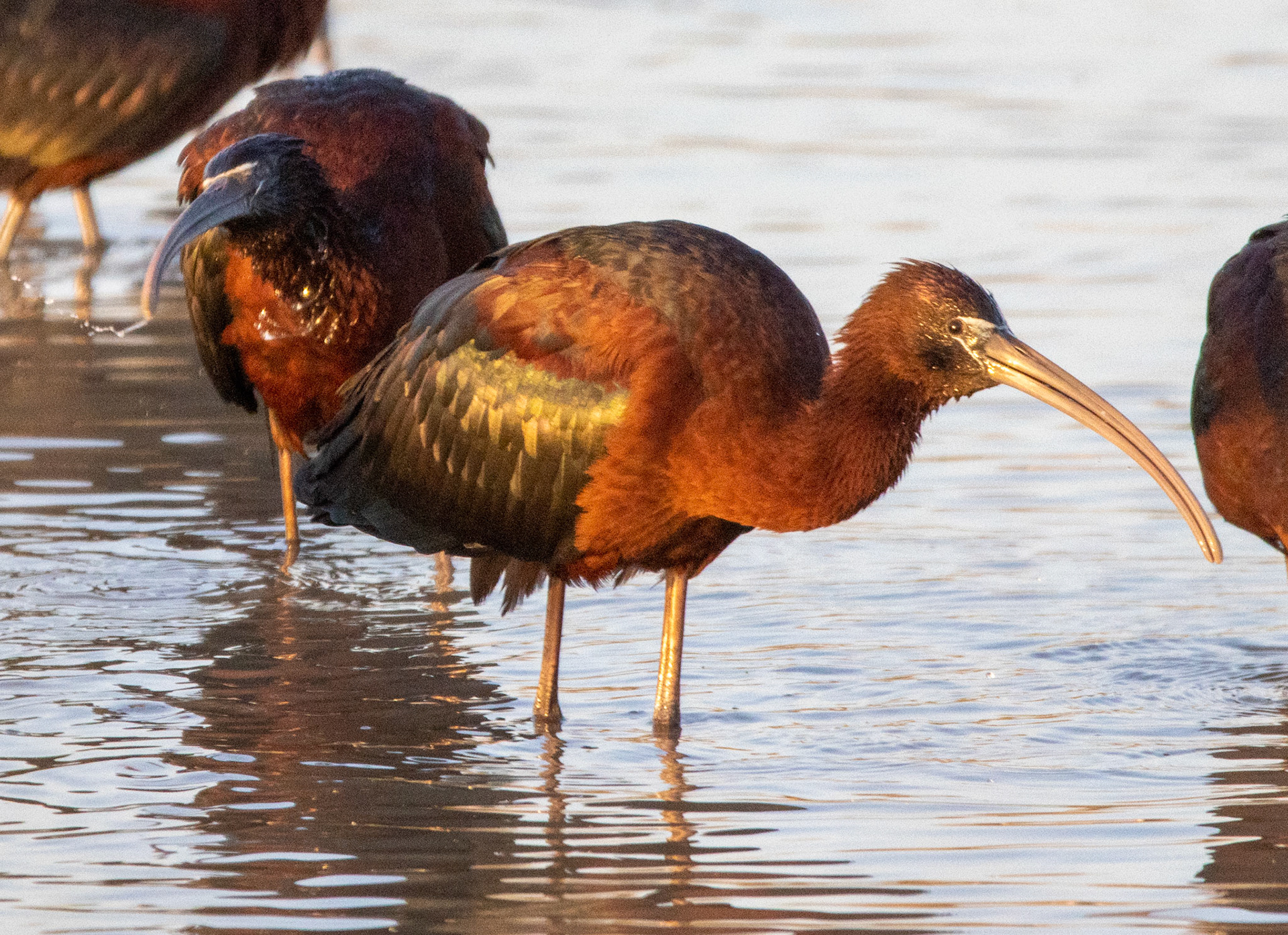 Glossy Ibis