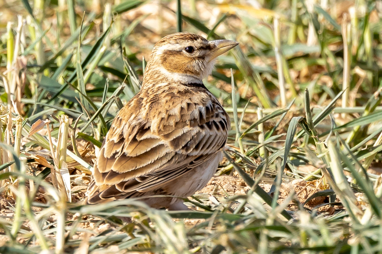 Bimaculated Lark