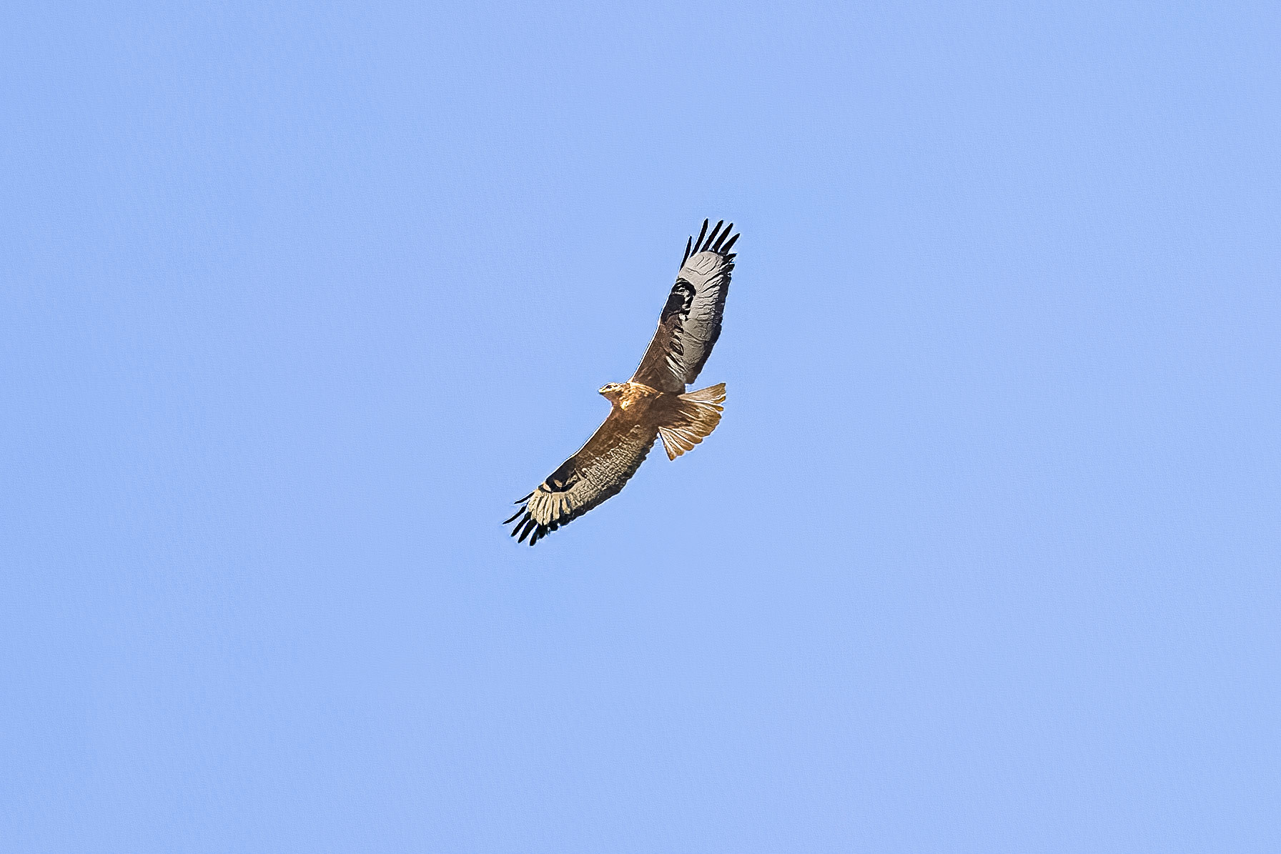 Long-legged Buzzard