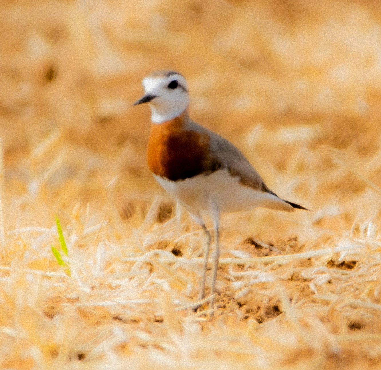 Caspian Plover