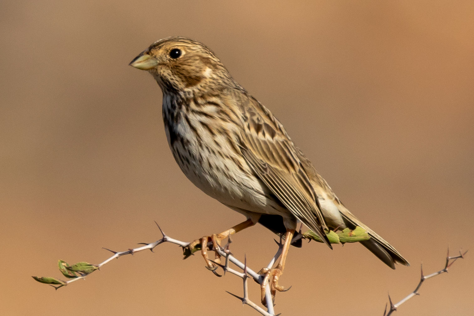 Corn Bunting