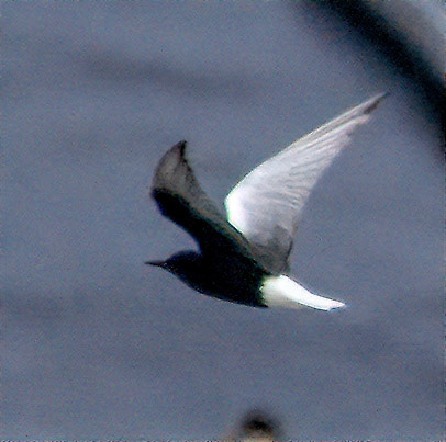 White WInged Tern
