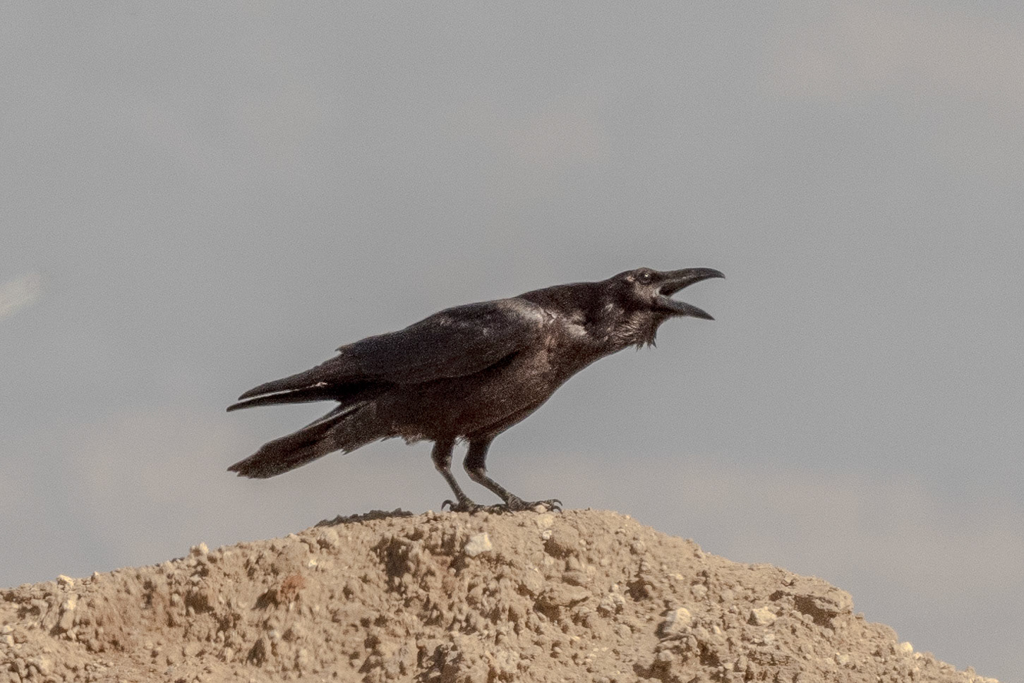 Raven