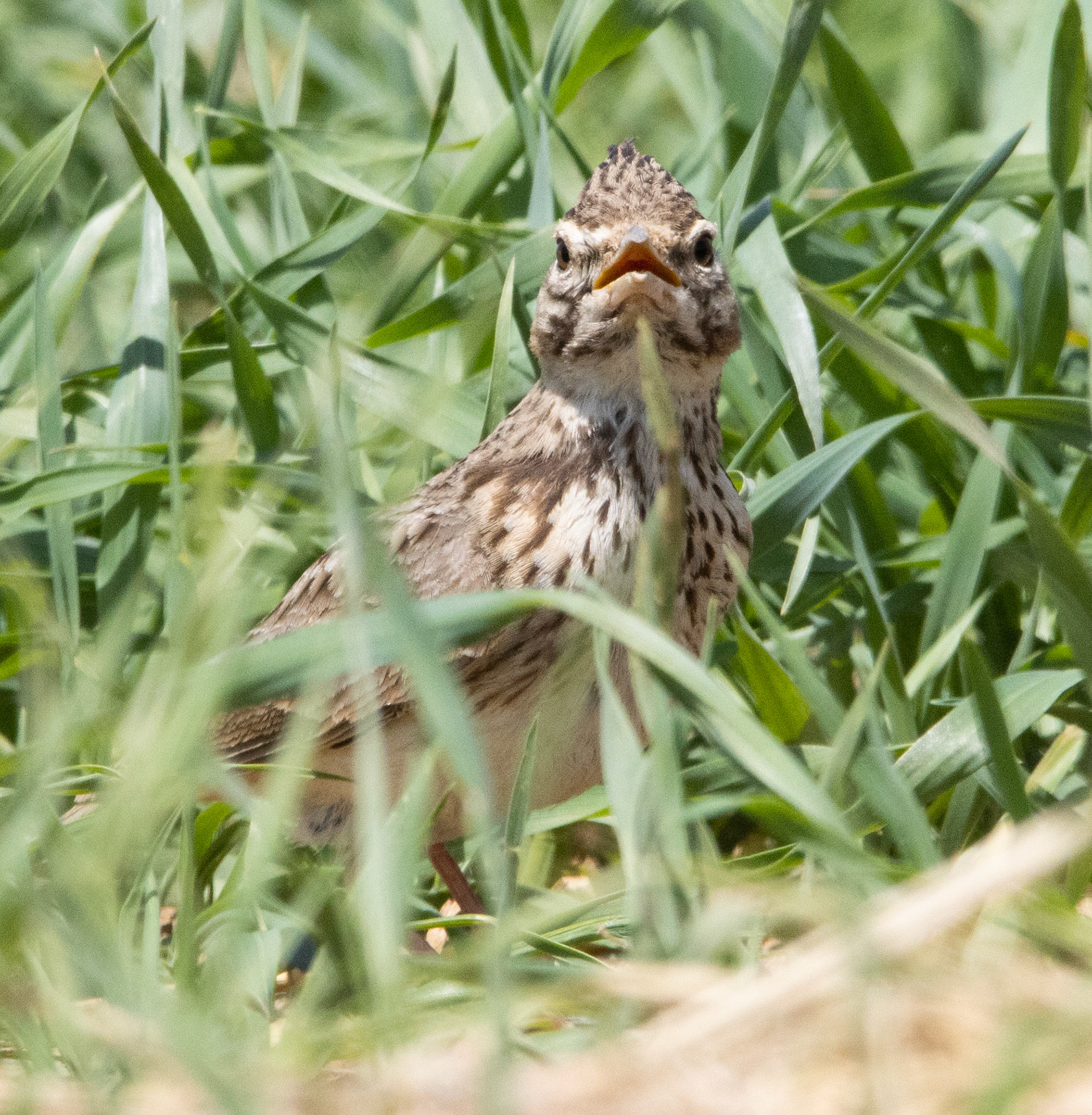Crested Lark