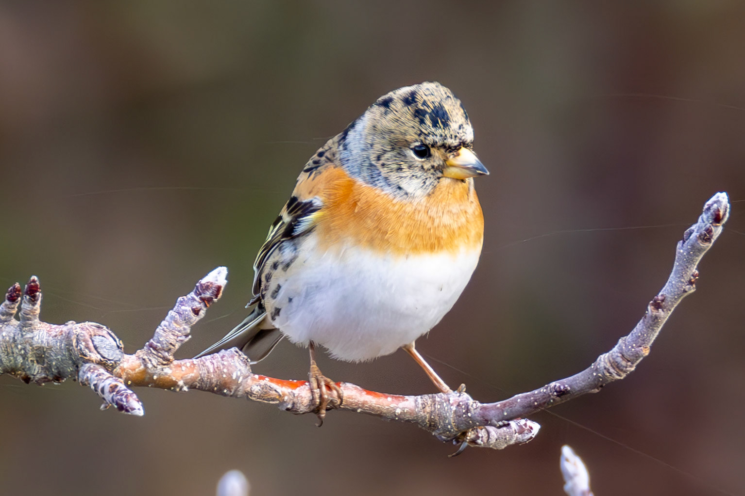 Brambling