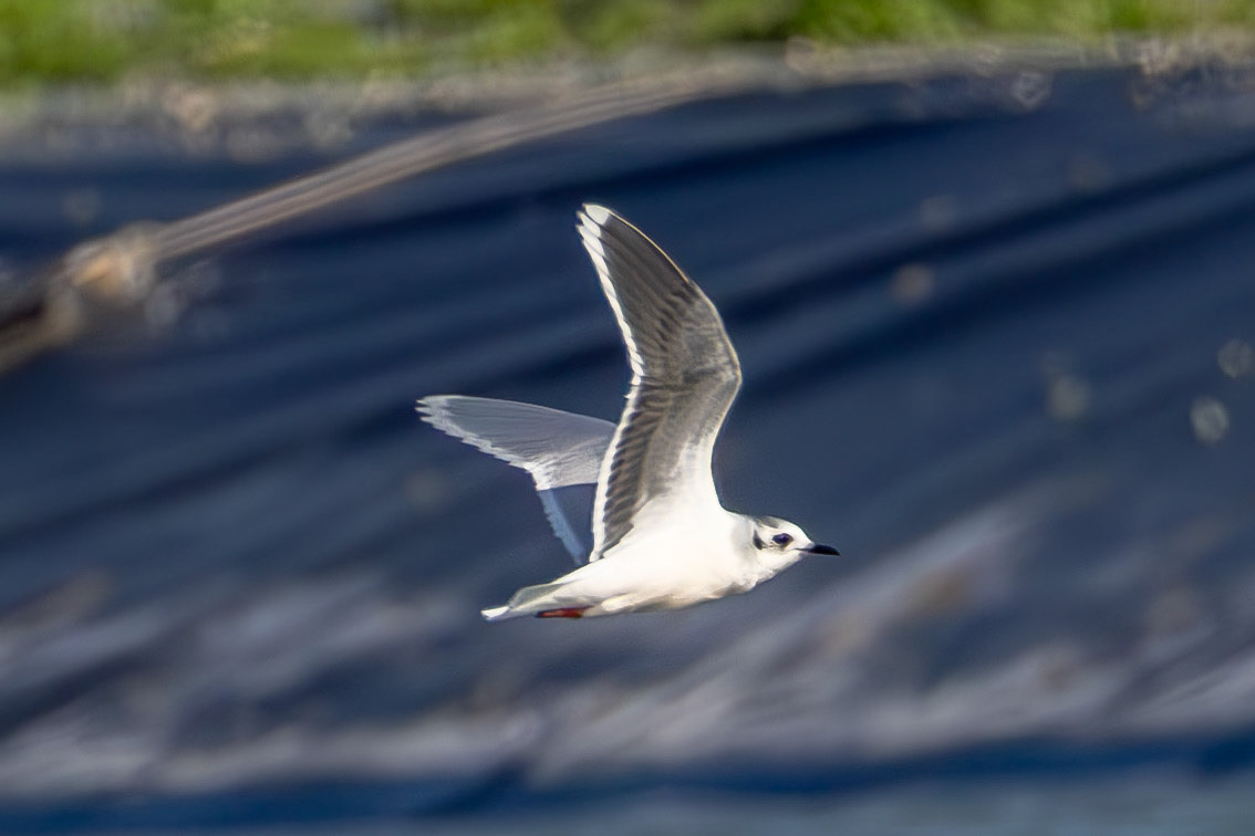 Little Gull