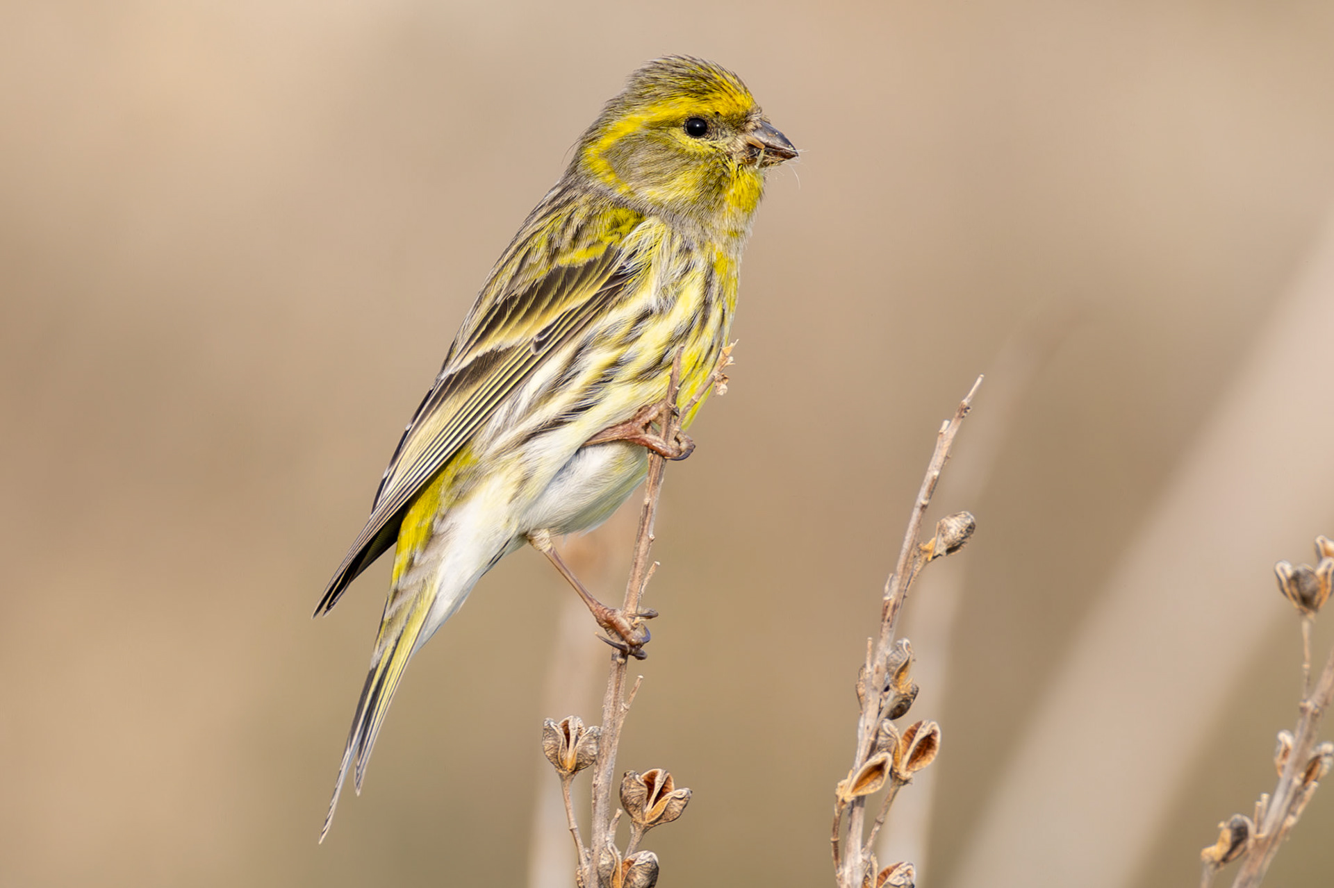 European Serin