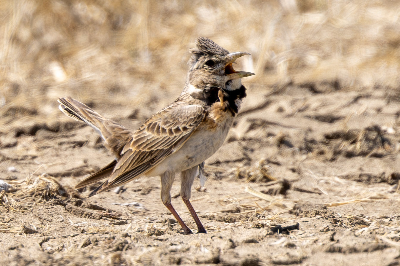 Calandra Lark