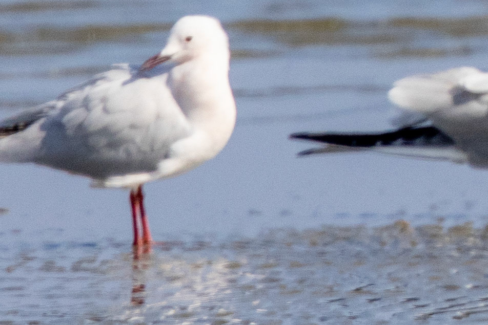 Slender-billed Gull