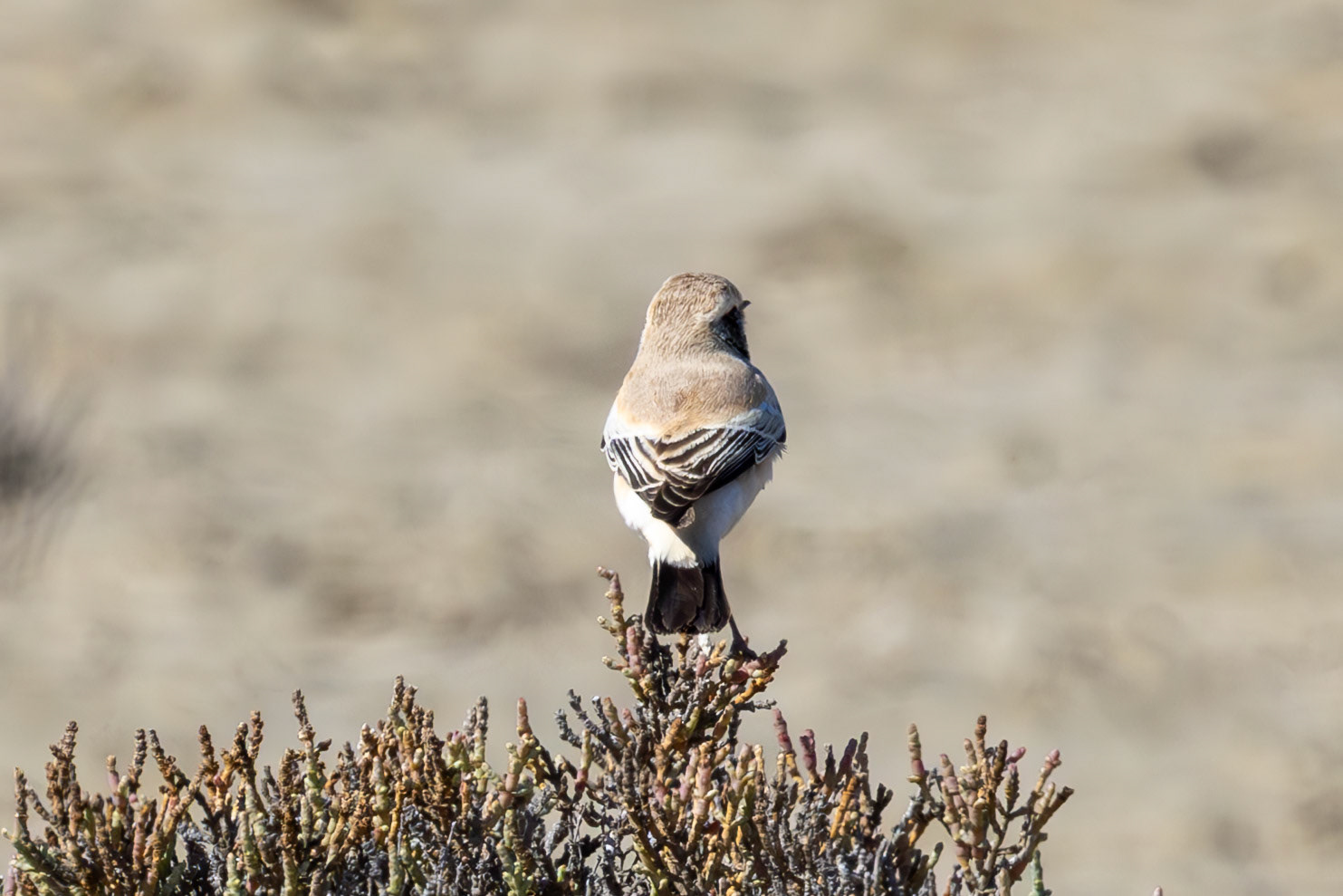 Desert Wheatear