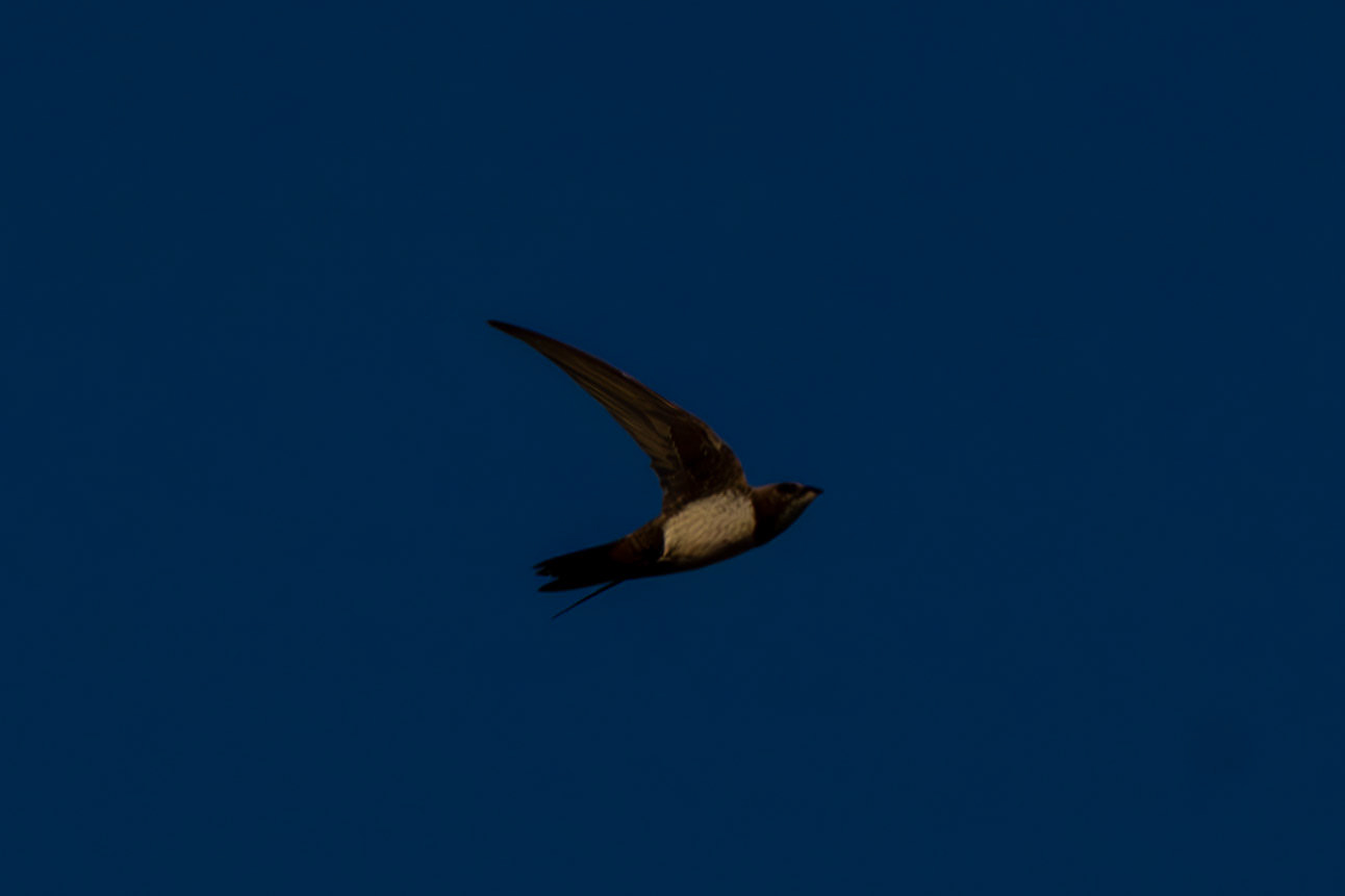 Alpine Swift