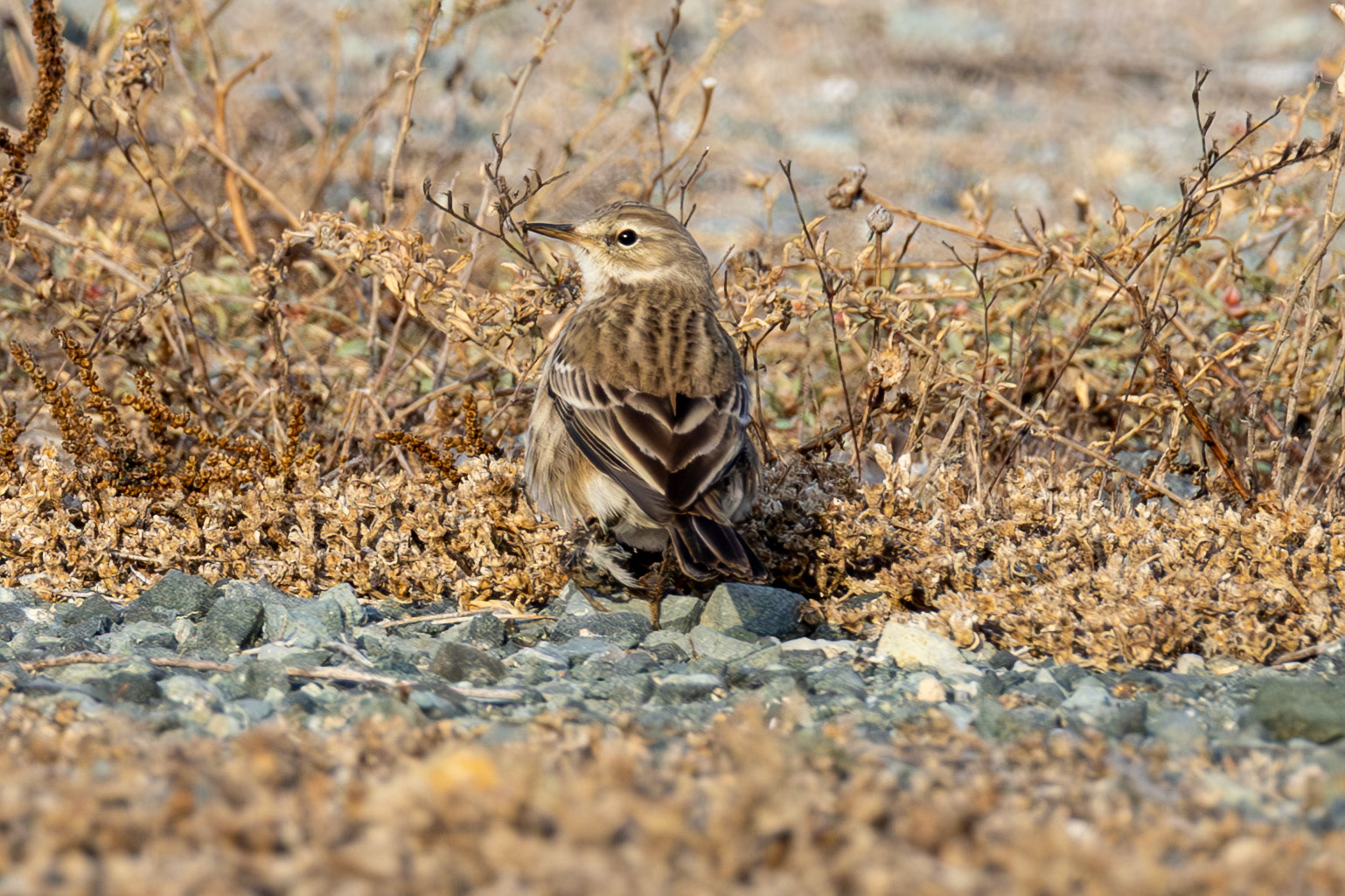 Water Pipit