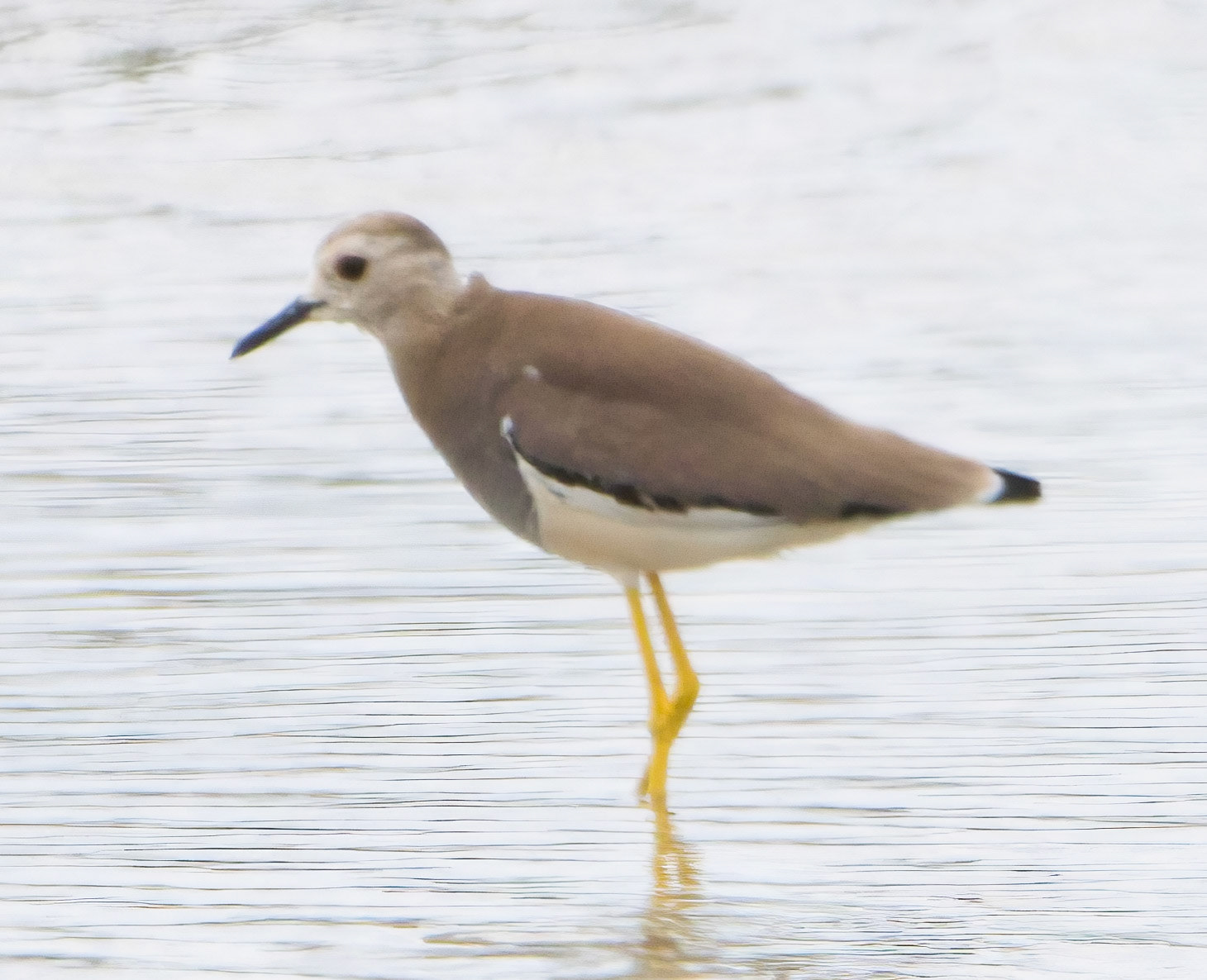 White-tailed Lapwing