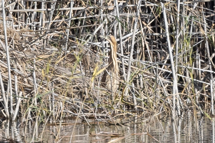 Bittern