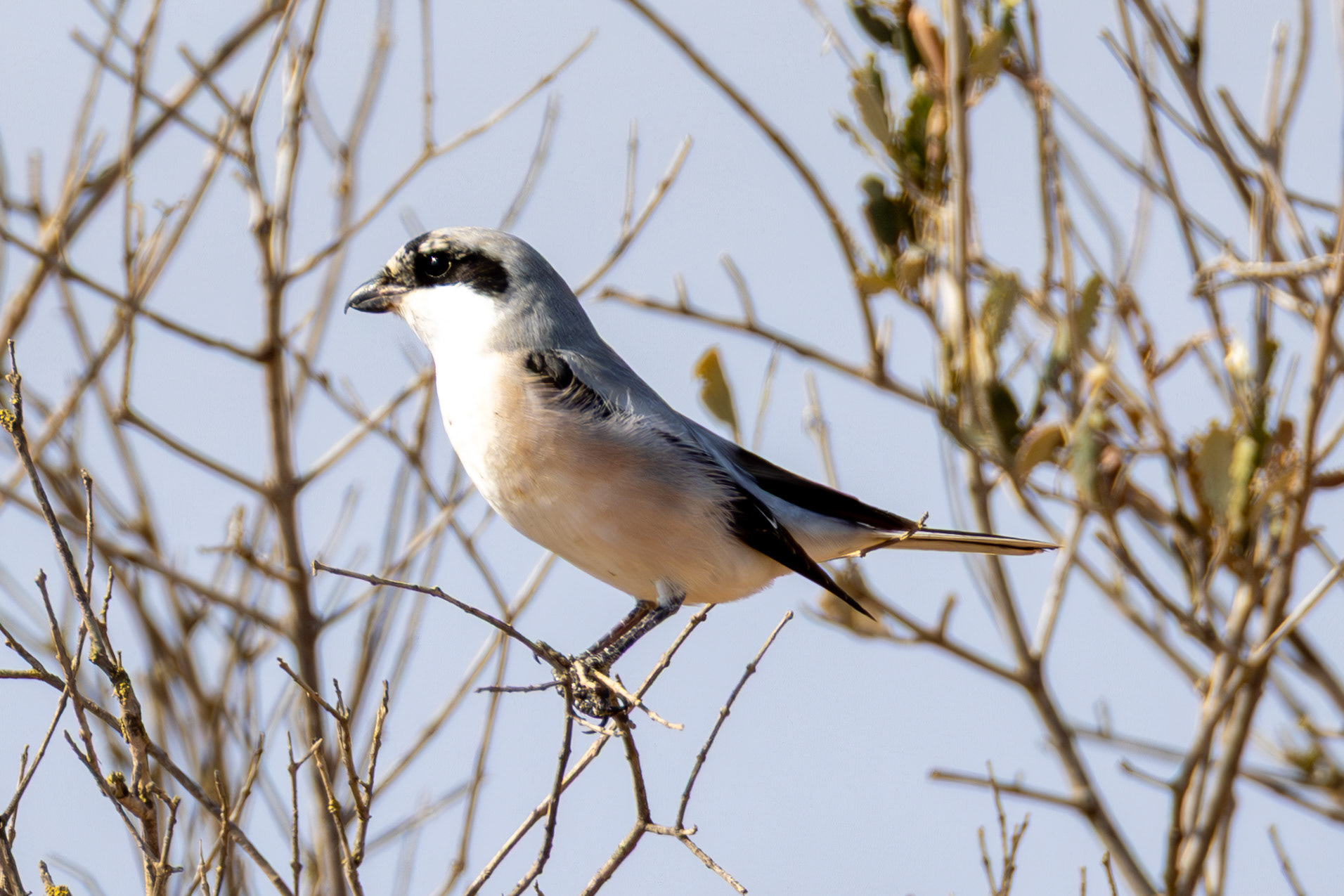 Lesser Grey Shrike