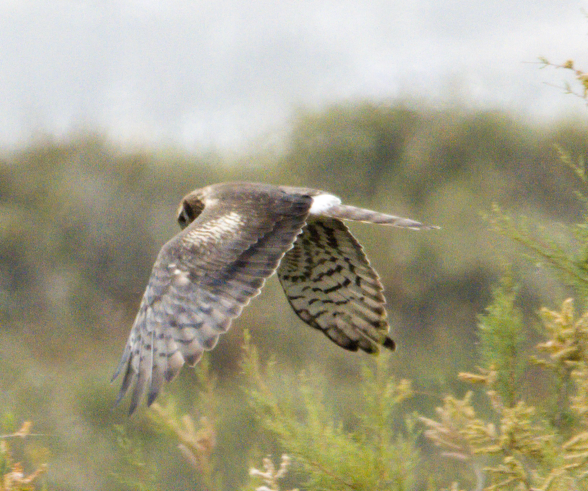 Montagu's Harrier