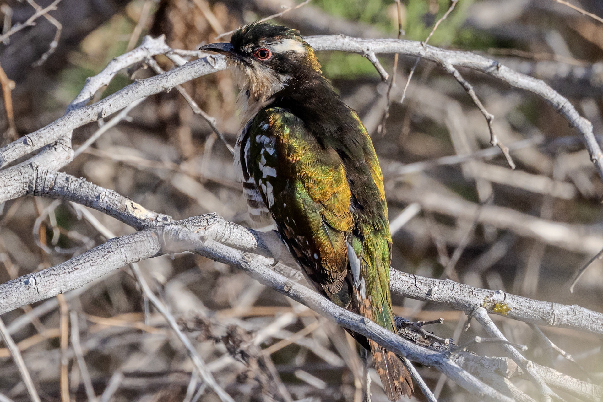 Diederik Cuckoo