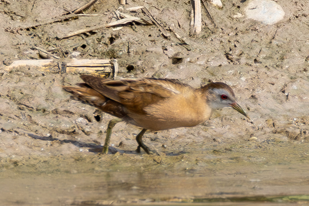 Little Crake fem