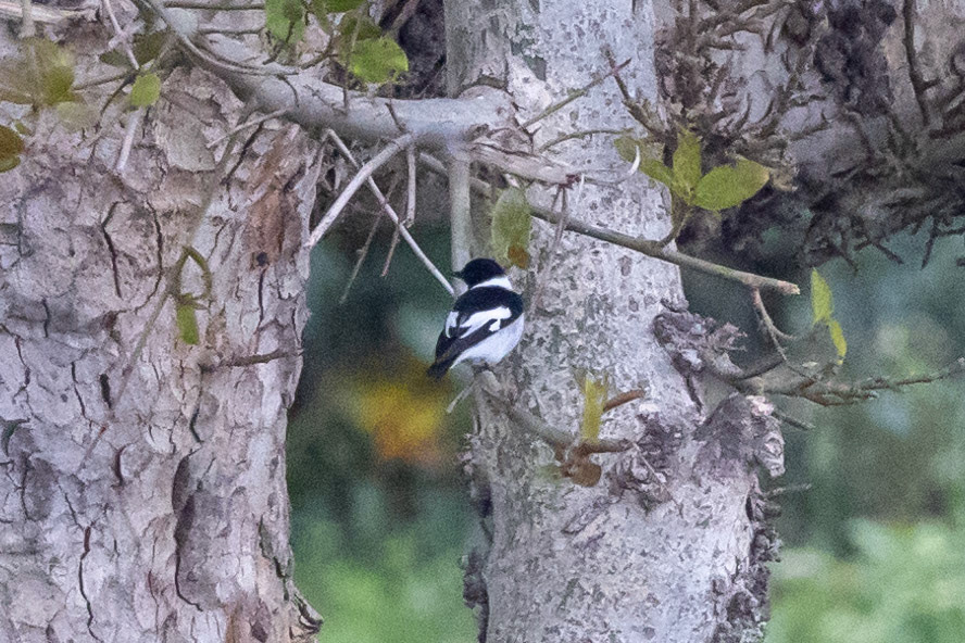 Collared Flycatcher