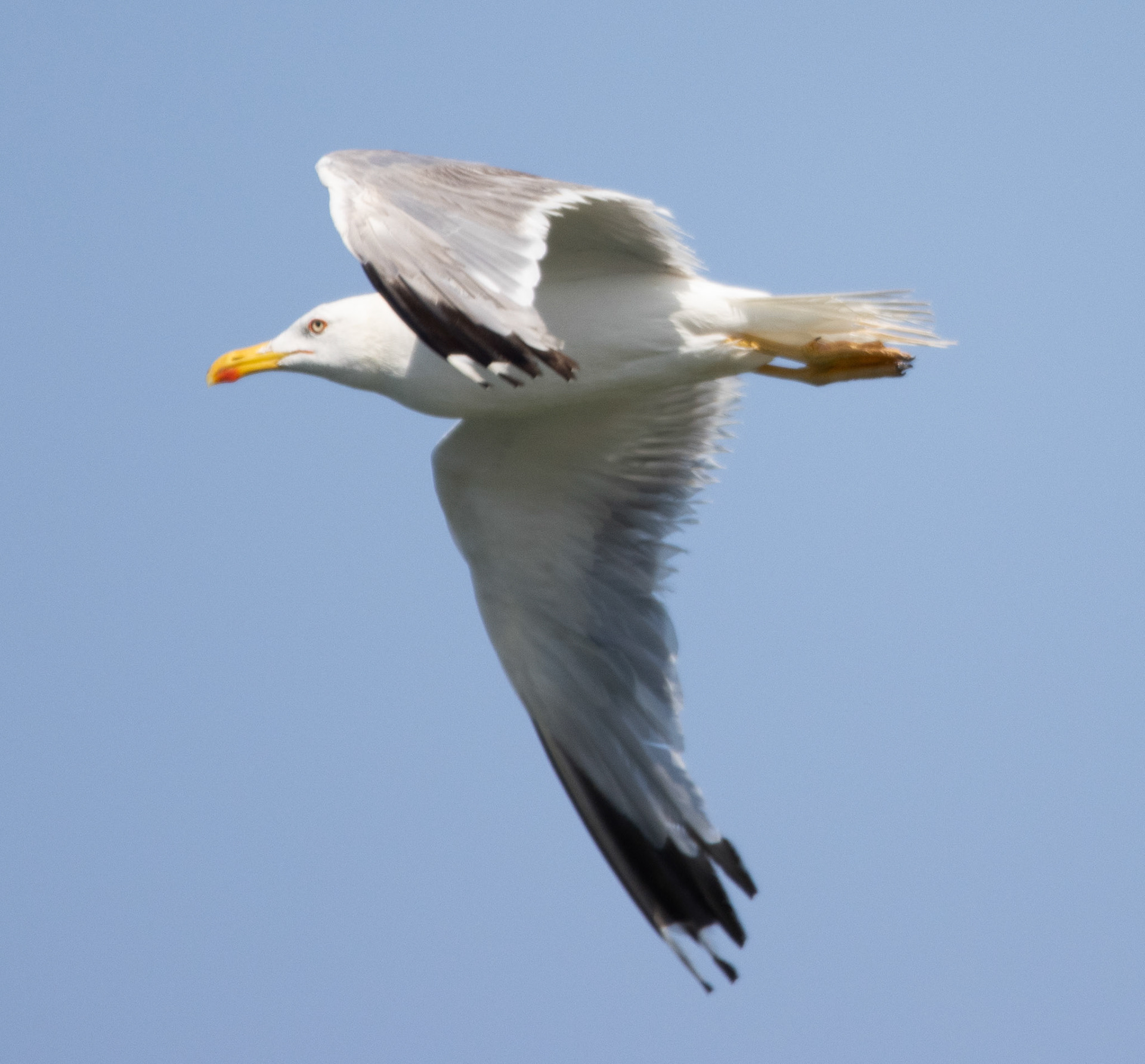 Yellow-legged Gull