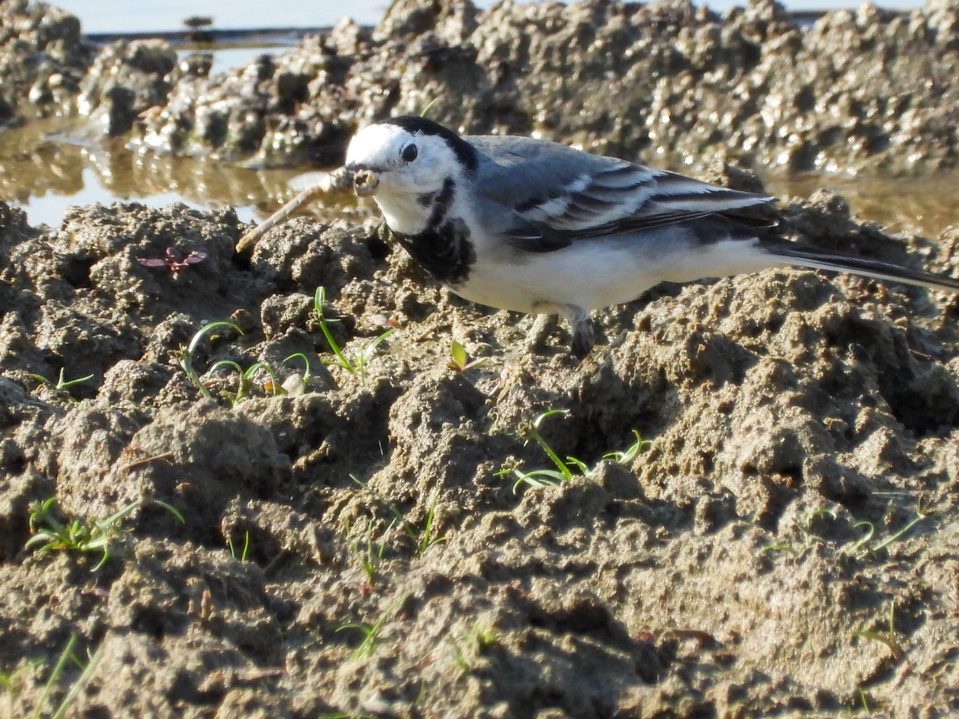 White Wagtail