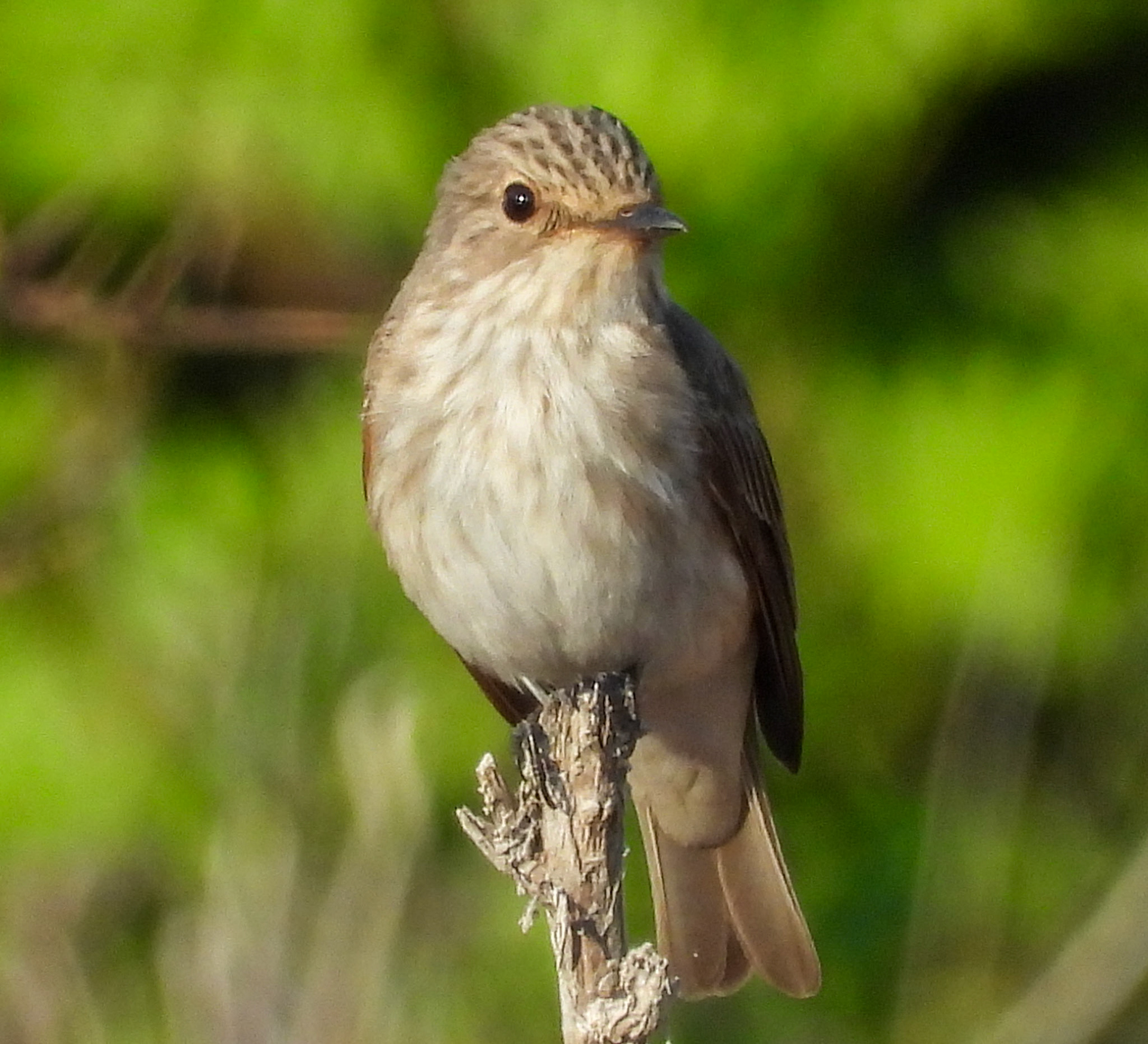 Spotted Flycatcher