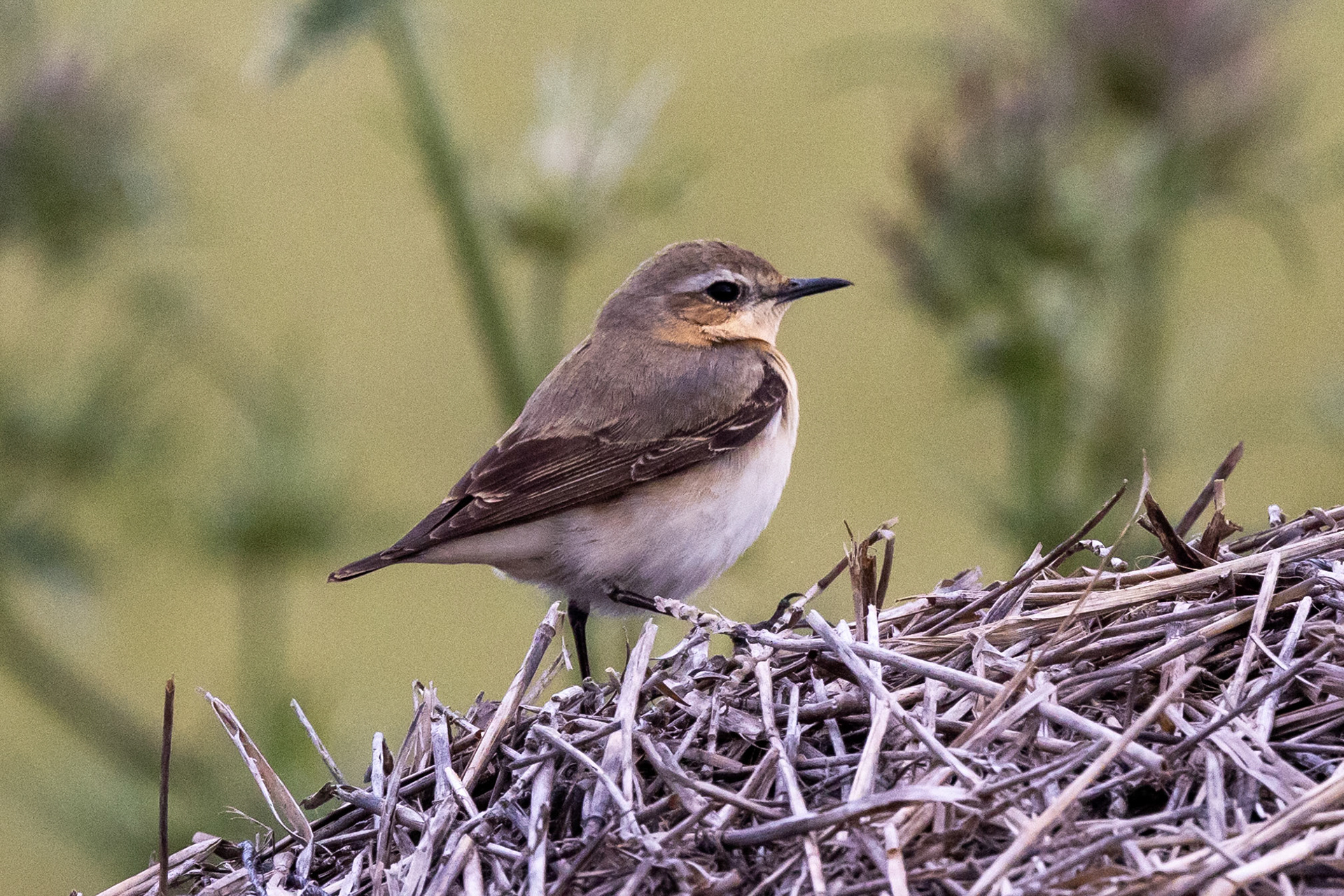 Black-eared Wheatear