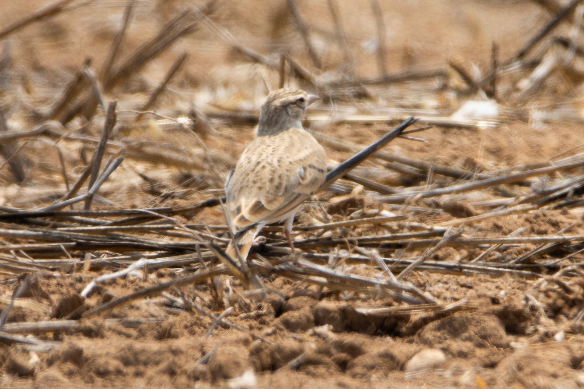 Greater Short Toed Lark