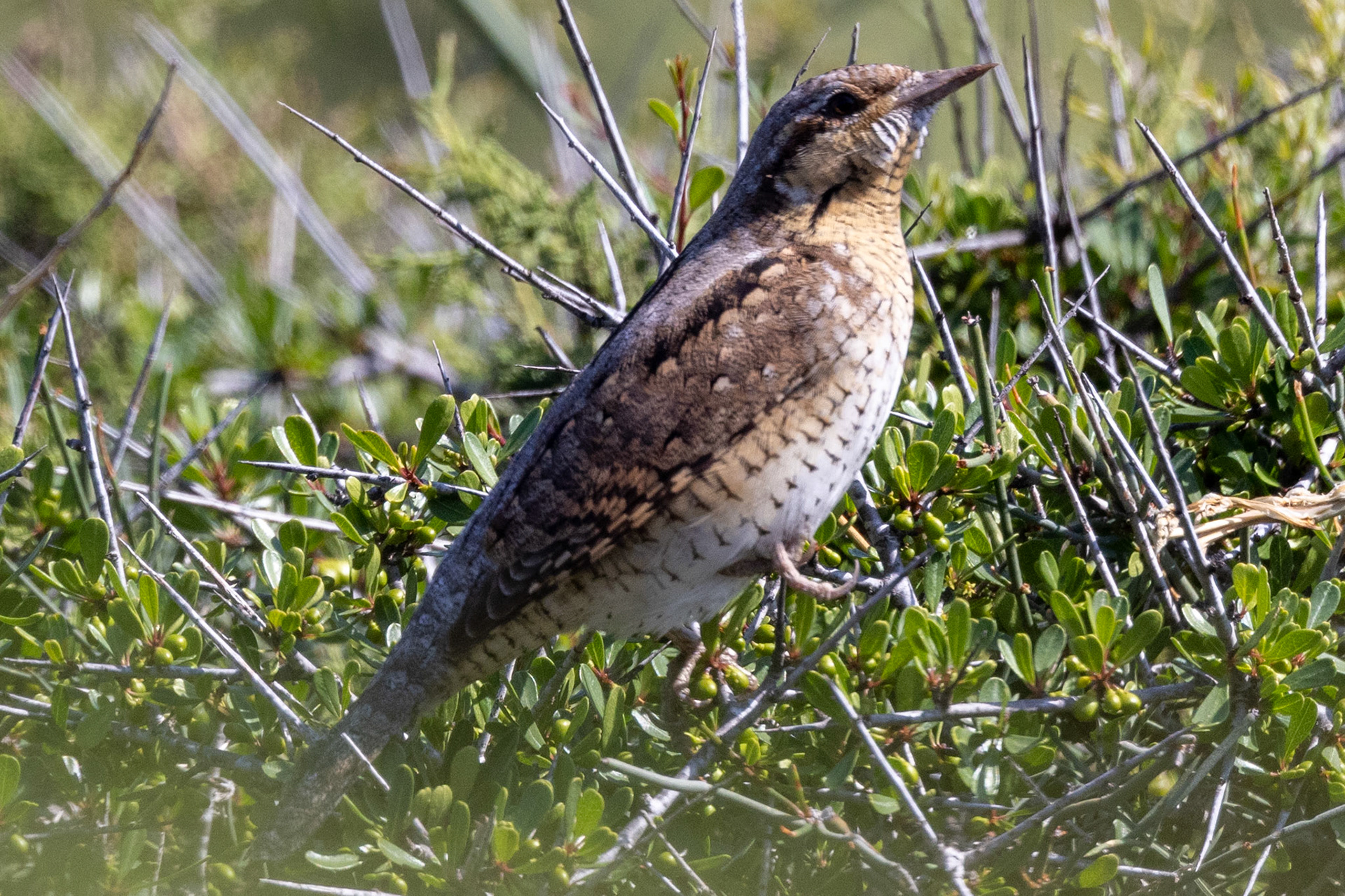 Wryneck