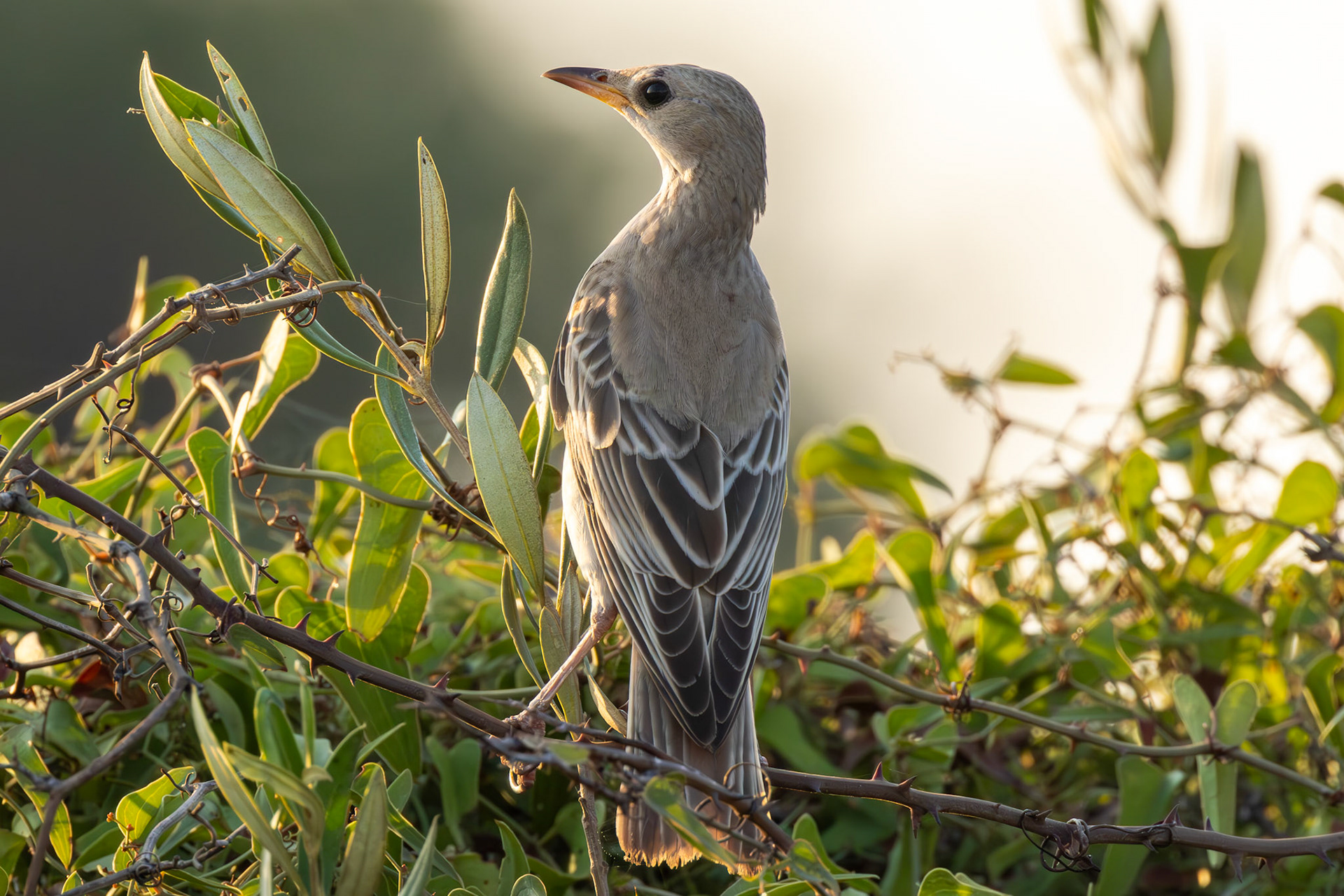 Rose-coloured Starling