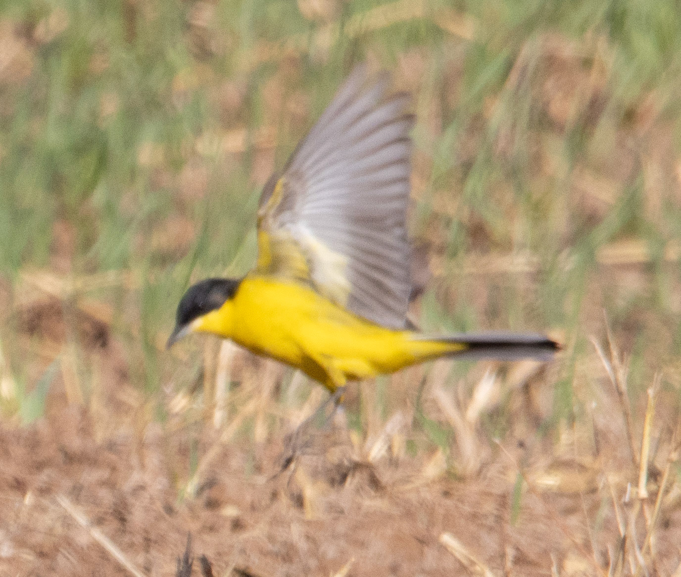 Black-headed Wagtail