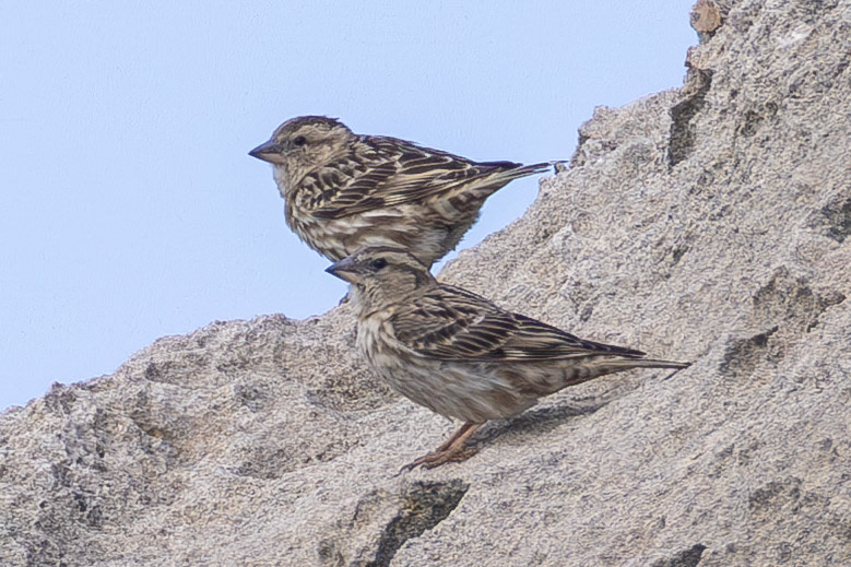 Rock Sparrow