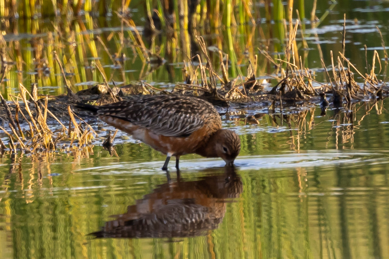 Bar-tailed Godwit