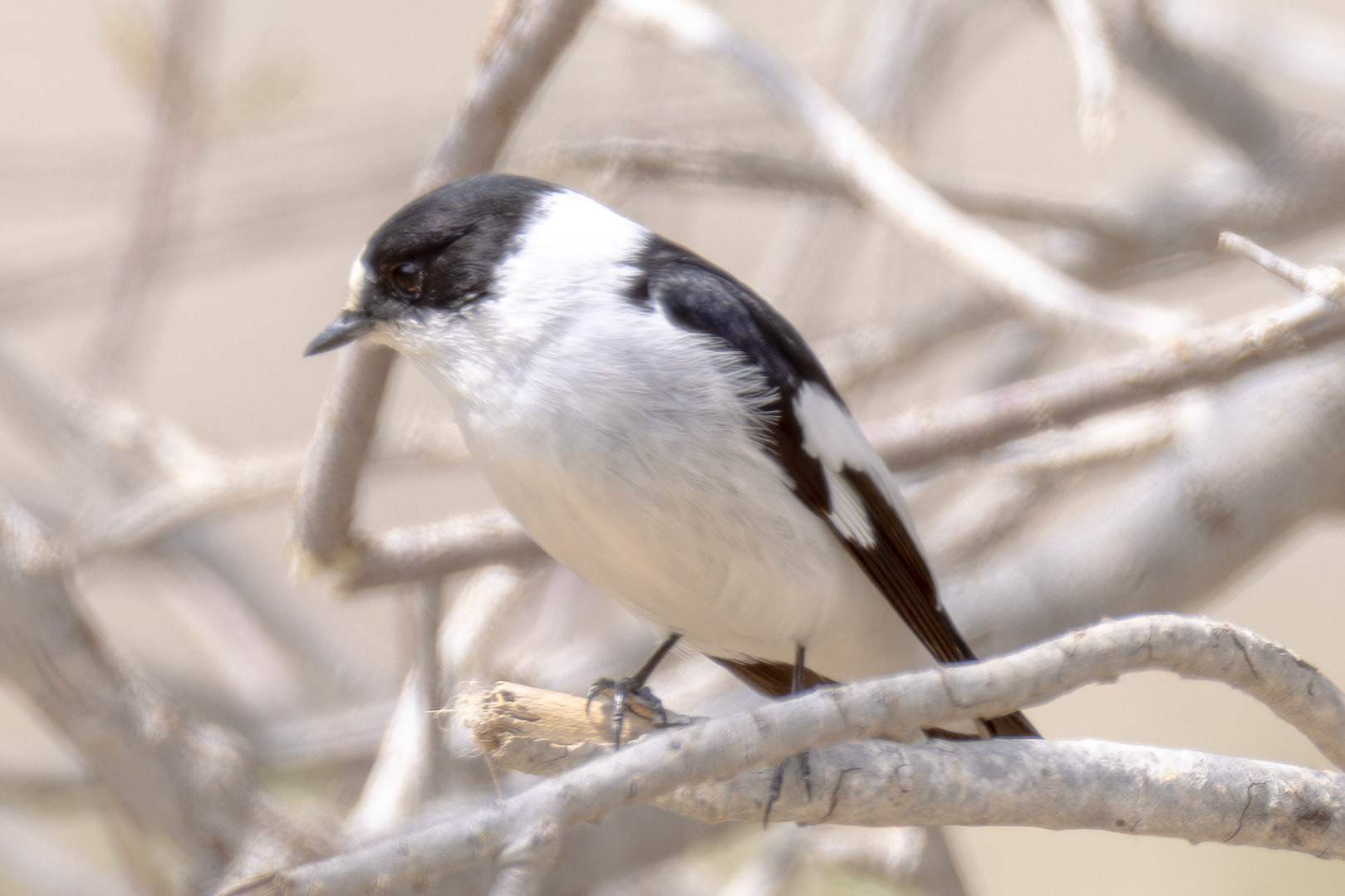 Collared Flycatcher